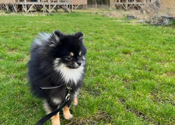 Ecau - Insolite à 30km De Pairi Daiza Lodge *